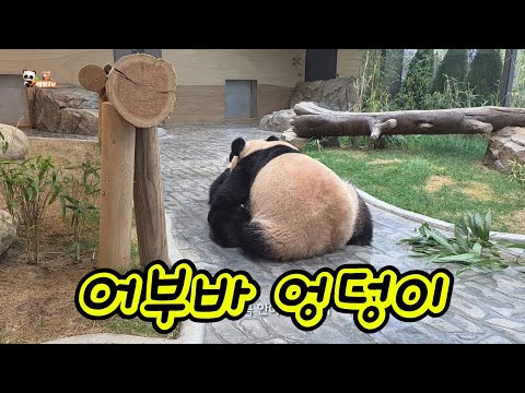 🗓20251211 🎦오늘의 세컨하우스🎦💕빗물에 젖은 루이후이 | 꼭껴앉고 자는 둥이💕🐼루이바오🐼후이바오💕