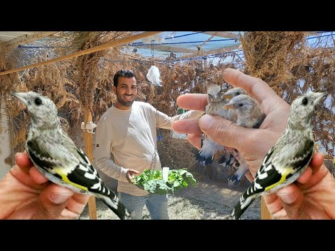 زيارة عند ايوب❤️‍🔥ورانا سلالة الحسون قورع تسيباط اعشاش مع اهم المعلومات مفيدة في تربية طيور الحسون