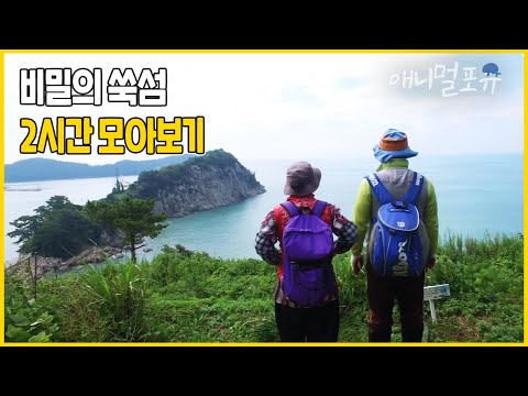 섬 꼭데기에 비밀 정원이 있다?! 주민 30여 명이 사는 쑥섬을 아시나요? | 그 섬엔 비밀 정원이 있다 | KBS 인간극장 2016 방송
