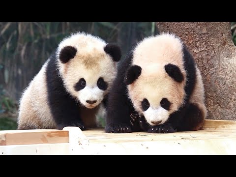 [#푸바오와할부지2] 육아 난이도 UP!!😲 쌍둥이 육아도 Easy~~(?) 하게 잘 해내는 엄마 아이바오🐼 / EP.1-2 #SBSstory