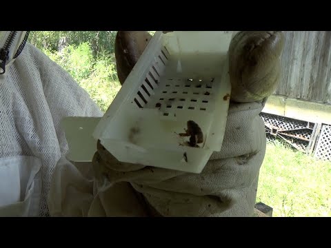 Their queen died and then they murdered the new one  Now what?