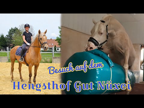 Hengsthof Gut Nüxei - Stallions up close