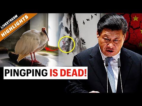 The bird everyone linked to Xi Jinping