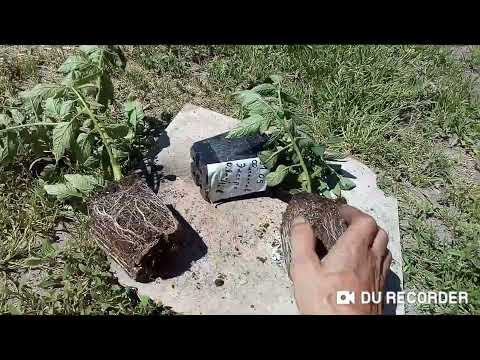 Райкат Старт против Фитактив Экстра. Корне стимулятор. Жена и теща подрались за волосы за это.