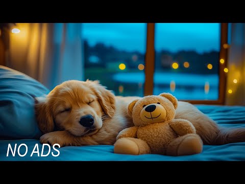 Dog Calming Music for Sleep & Anxiety Relief 🐶🎶 No Ads | Relaxing Music for Dogs