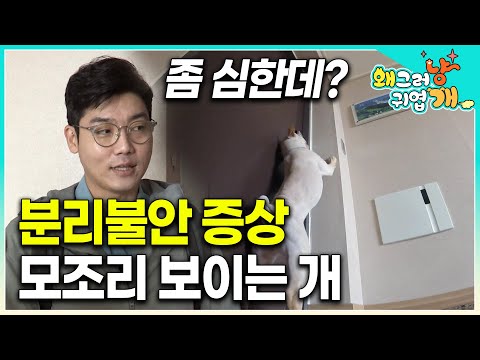 온 집안을 💩밭으로 만들기는 기본 엄청난 분리불안 증세를 보이는 강아지를 만난 설채현! 과연 분리불안을 멈출 수 있을까?｜#왜그러냥귀엽개