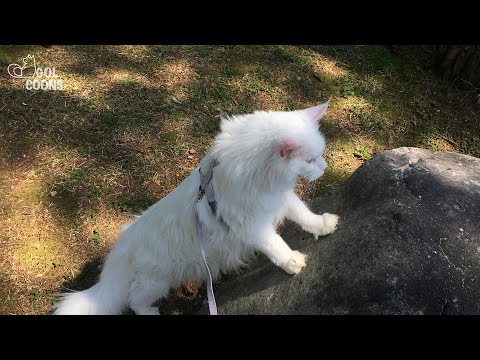 고양이와 산책 하실래요? │ Maine Coon Cat │ 메인쿤