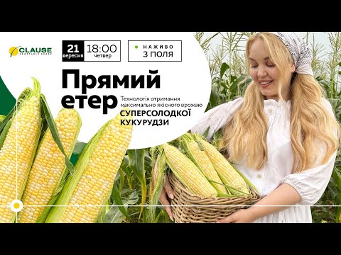 Технологія отримання максимально якісного врожаю суперсолодкої кукурудзи