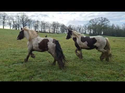 Le troupeau découvre une nouvelle parcelle