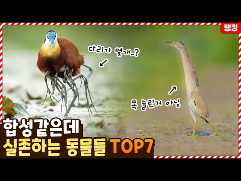 아무리 봐도 합성같은데 실제로 그렇게 생긴 동물들 TOP7