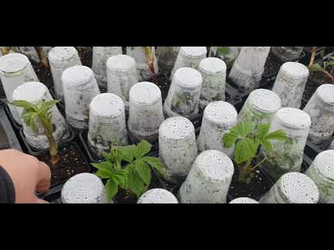 Весенний способ размножения малины крапивкой.