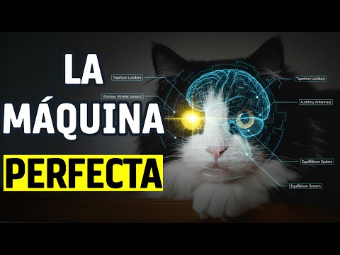 The Cat: Nature's Perfect Machine (Documentary)