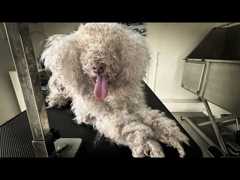 No podía ver nada !!  | Peluqueria canina extrema una vez mas!!!