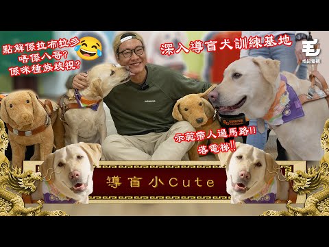 深入導盲犬訓練基地！25/01《國家級任務》第185集 -導盲犬小Cute
