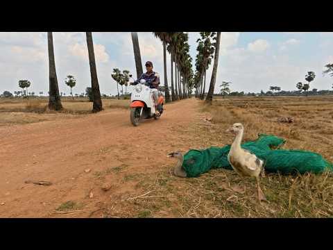 While traveling on the road to camp, I came across 2 baby geese caught in a net