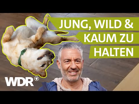 Hund in der Pubertät: Was tun? | Hunde verstehen | S04/E04 | WDR