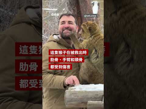 猴子關心救援者心臟手術傷疤的感人時刻－ BBC News 中文