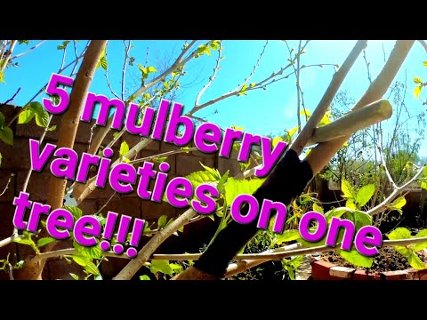 How to bark and bud graft mulberry trees.