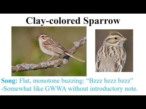 CEAP birds - sparrows