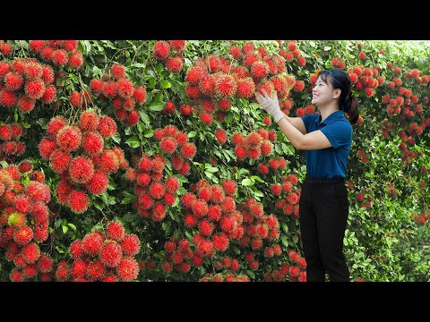 Harvesting GIANT Wild Rambutan to Sell | Spicy Salad and Roasted Seeds That Sold Out Fast