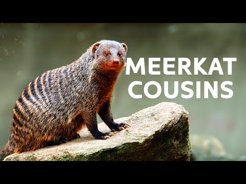 The Banded Mongooses VS Tanzania's Apex Predators | Mongoose Documentary