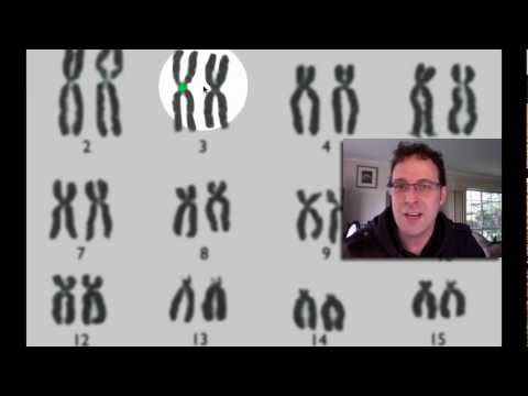 Karyotypes and Monohybrid Crosses