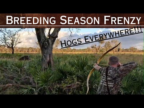 Bow Hunting Hogs, 5 hogs in an HOUR.