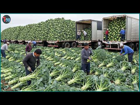 99+ Greatest Harvests Ever 💥 America’s Most Insane Fruit & Veggie Hauls - Relaxing Farming