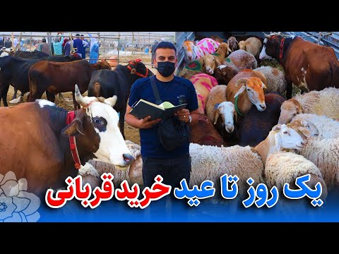 گزارش ضیا صالحی از خرید گاو گوسفند عید قربان /Zia's report on buying cows and sheep for Eid al-Adha