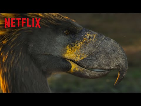 How Terror Birds from Millions of Years Ago Fought for Territory | Life On Our Planet | Netflix