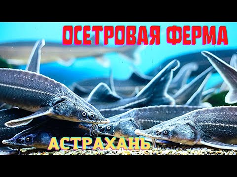 Осетровая ферма в Астрахани! Купить и поесть осетрину и чёрную икру!