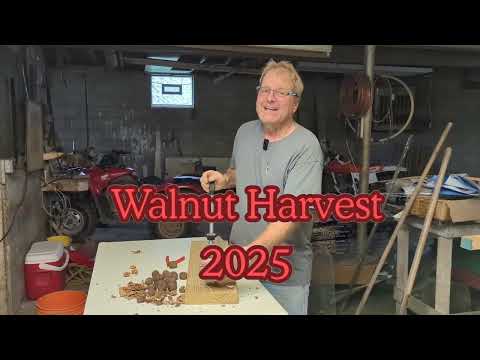 Fall Walnut Harvest 2025! Black Walnuts