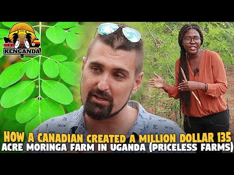 How A Canadian Created a Million Dollar 135 Acre Moringa Farm in Uganda (Priceless Farms)