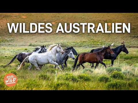 Australiens vergessene Wildnis: Die Tierwelt der Alpen Australiens! | Doku