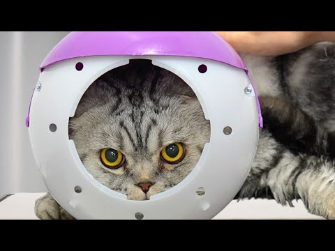 This cat sent me to the emergency room...and I REALLY wish I was joking.