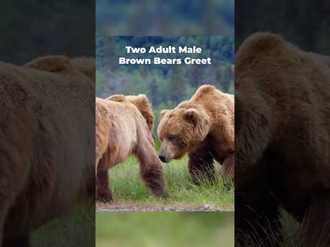 I witnessed an incredibly tender moment between two adult male bears in Alaska. #wildlife #nature