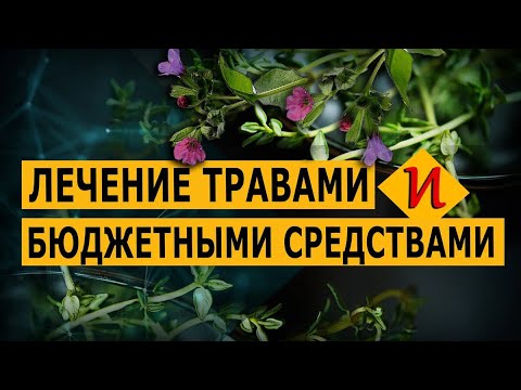 Лечение травами и бюджетными средствами