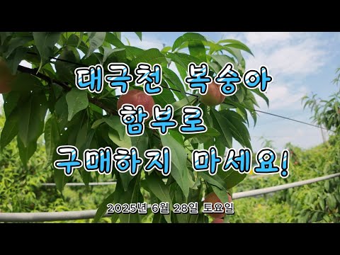 2025년 대극천복숭아 함부로 구매하지 마세요!