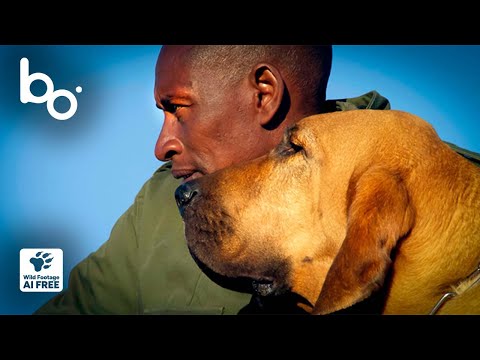 Chien de Saint-Hubert et Malinois : Rencontre avec les Gardiens du Kenya | Braconnage | BOREALES