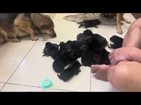 18 Tiny Newborn Puppies Gathered Together in the Most Heartwarming Moment