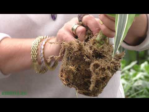 Plant transplantation.