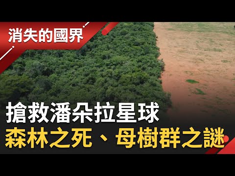 搶救潘朵拉星球－全球森林之死、尋找母樹群之謎 闡述新生態主張｜李文儀 主持｜【消失的國界】｜三立新聞台