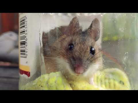 Mice in walls in my prefab house: HOW-TO CATCH a MOUSE, Humane way