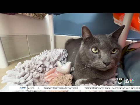 Gray is the purr-fect pet to adopt for National Love Your Pet Day