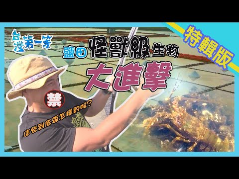 台南 【台灣最老鹽田 怪獸級生物大進擊/生態養殖法 掠食性龍膽與虱目魚共存/馴龍高手 桶子養巨無霸龍蝦】│2021.07.18│《台灣第一等》特輯版