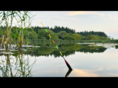 Catching crucian carp with a float rod. Fishing from childhood.