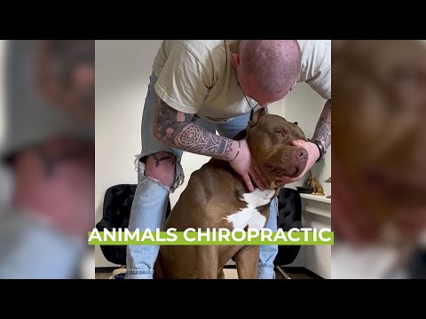 ASMR | Satisfying Compilation of Animal Chiropractic | Therapy
