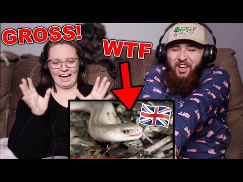 Americans React to British Animals You Won't Find in America!