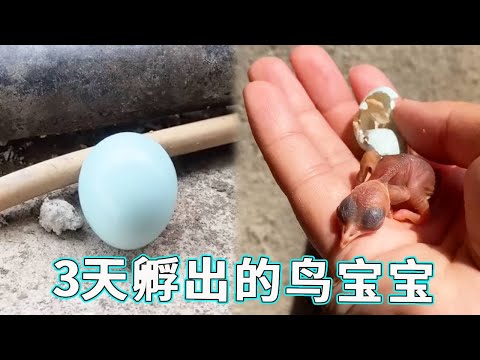 从一颗鸟蛋到振翅高飞，我耗尽心血养大的小生命，最终选择离开…【天下一场梦】