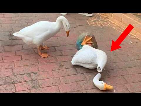 You Have to See These Hilarious Animals! 🤣 New FUNNIEST Animals Video